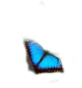 mariposa-azul