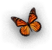 mariposa-nja